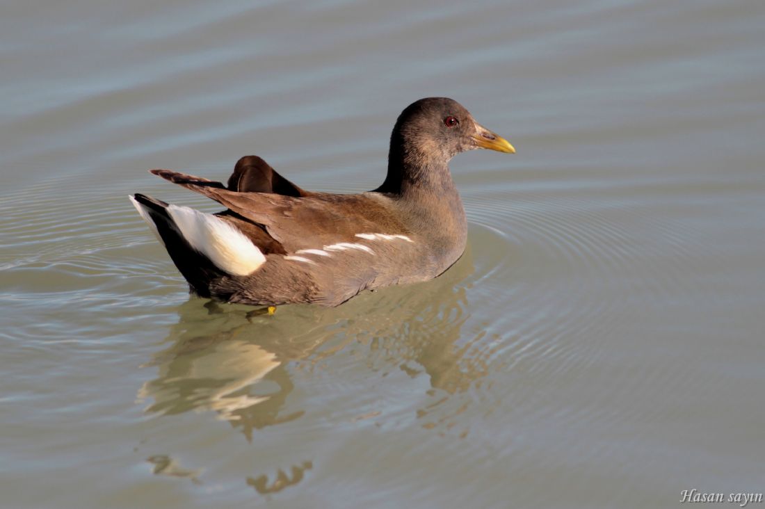 Common Moorhen