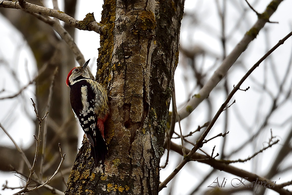 Middle Spotted Woodpecker