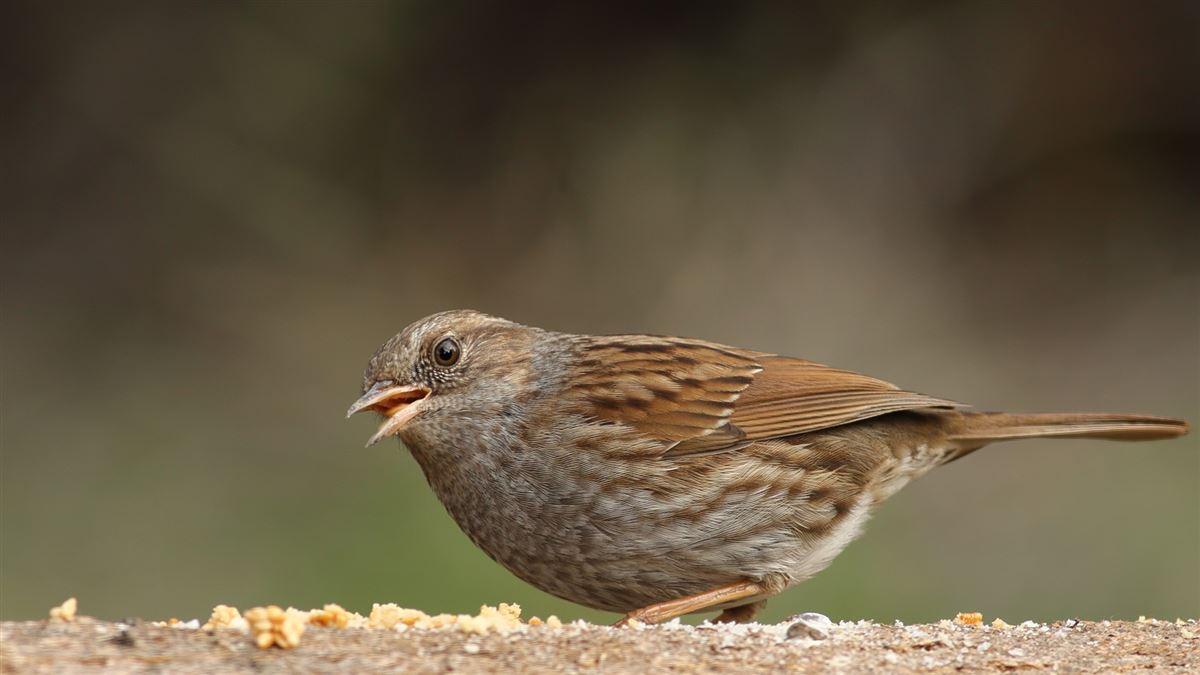 Dunnock