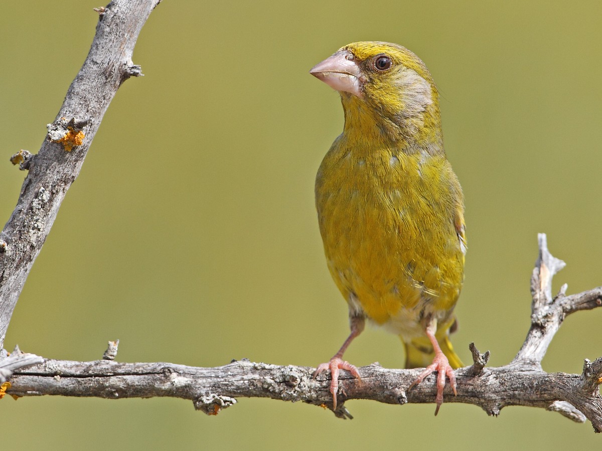 European Greenfinch