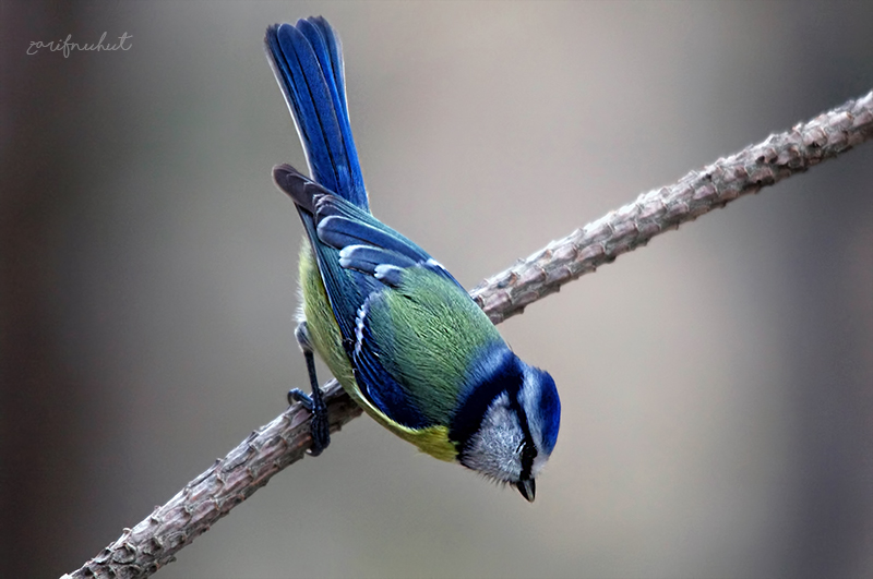Eurasian Blue Tit