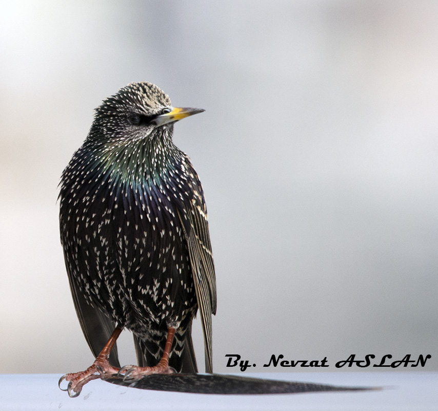 Common Starling