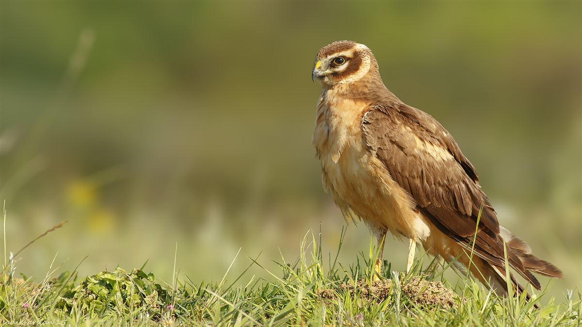 Pallid Harrier