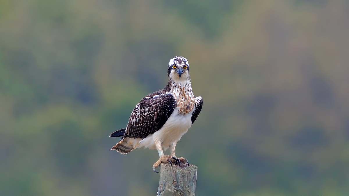 Osprey