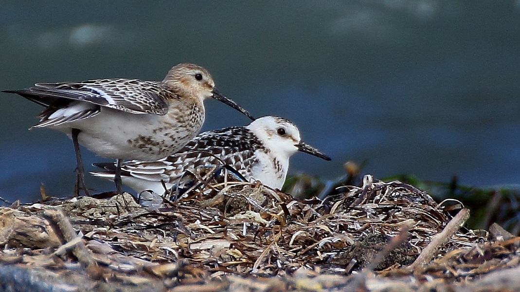 Sanderling