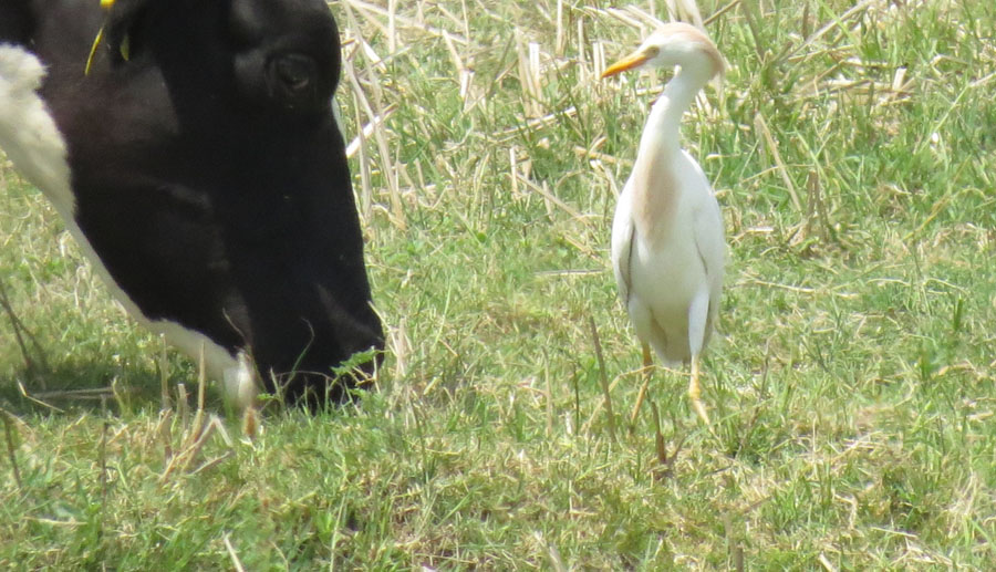 Western Cattle Egret