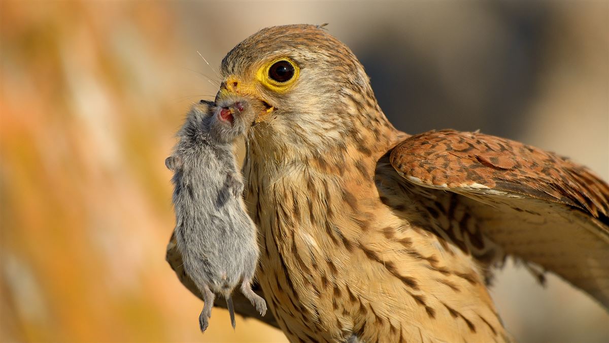 Lesser Kestrel