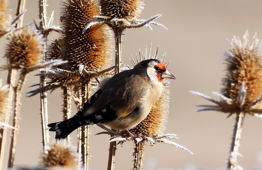 European Goldfinch