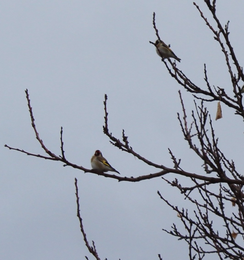 European Goldfinch