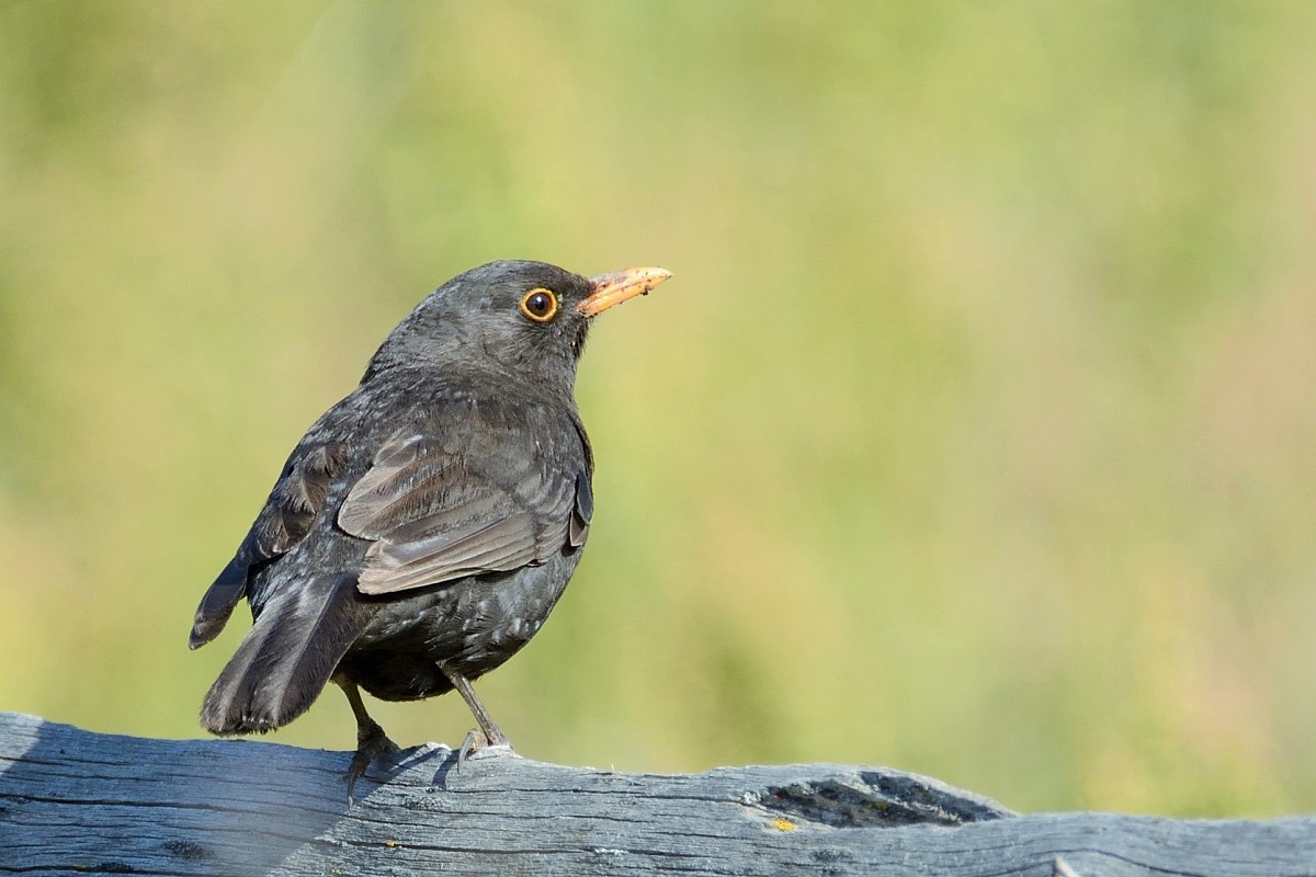 Common Blackbird