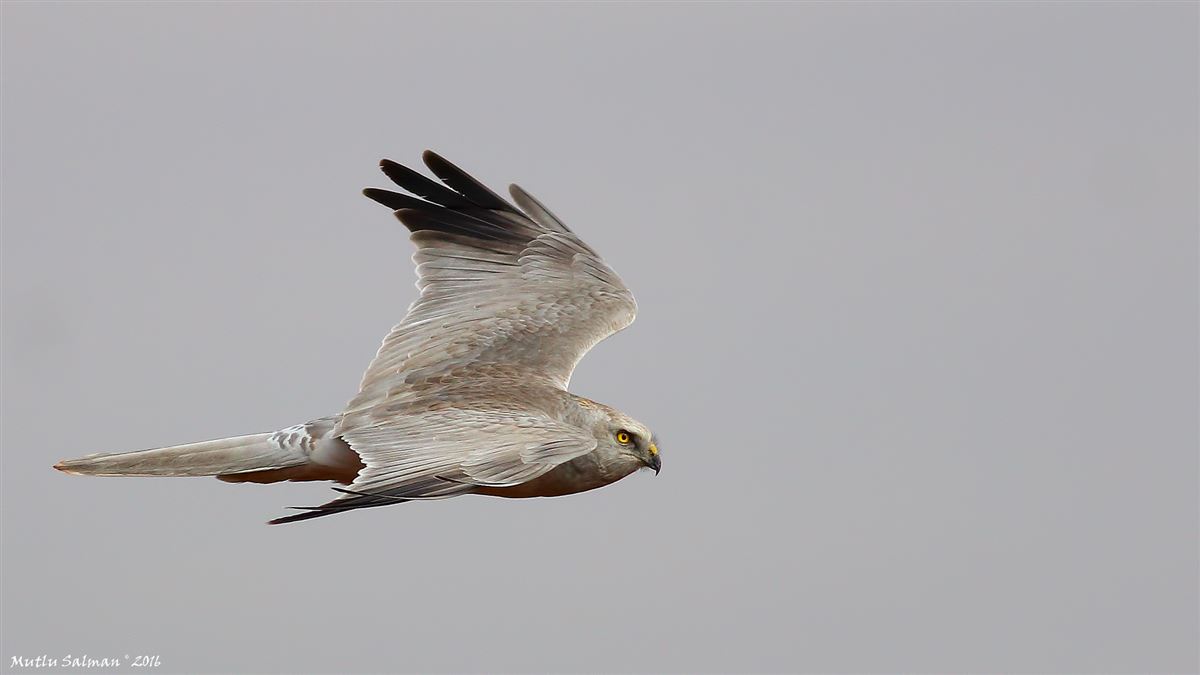 Pallid Harrier