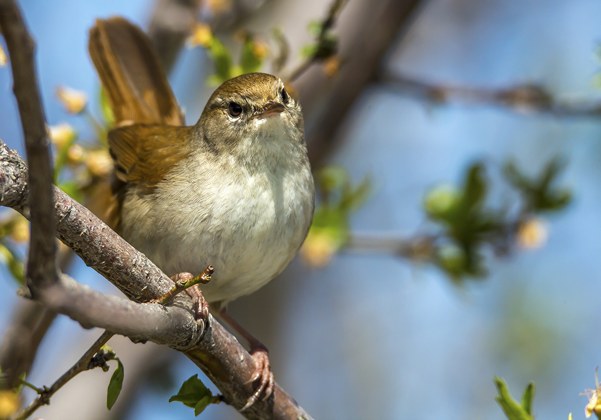 Cetti`s Warbler
