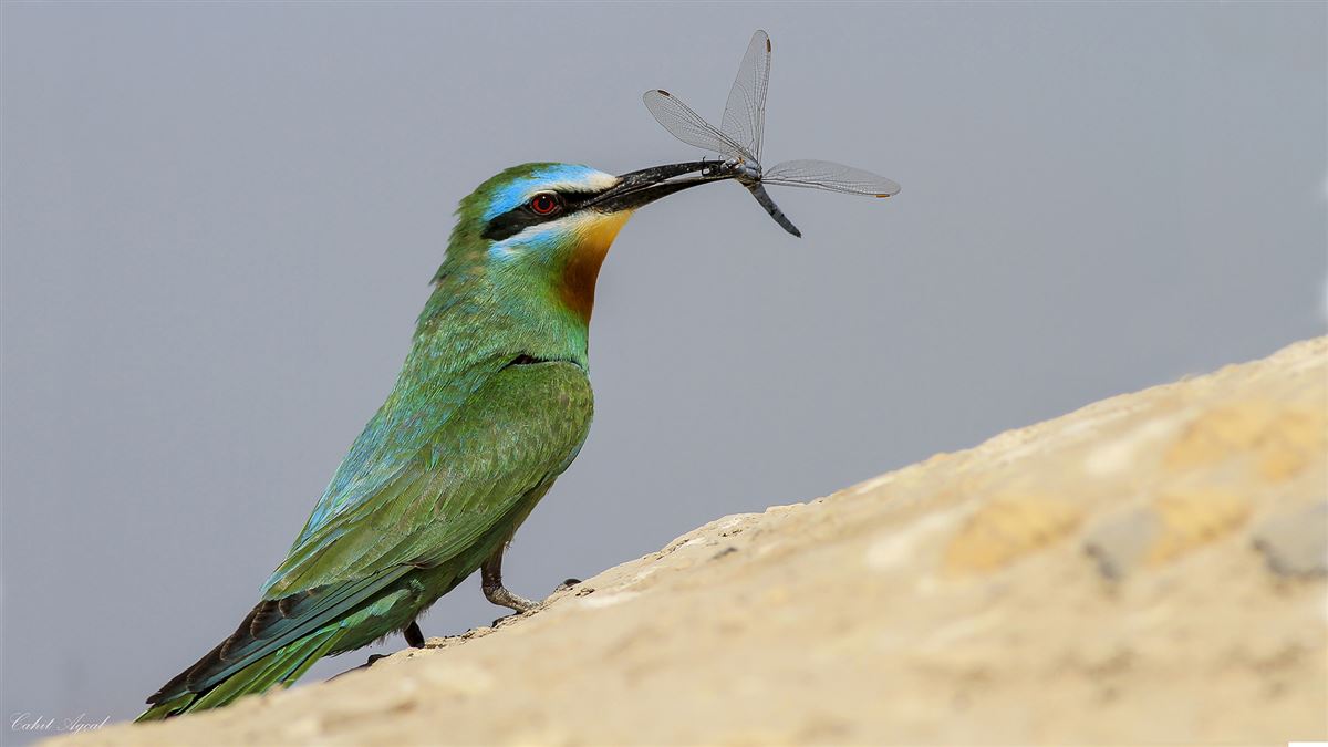 Blue-cheeked Bee-eater