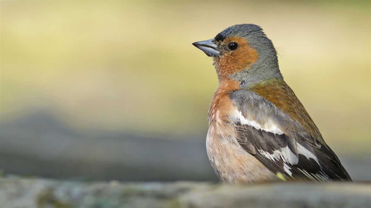 Eurasian Chaffinch