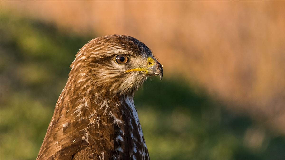 Common Buzzard