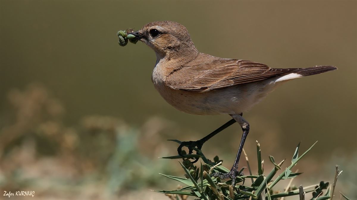 Isabelline Wheatear