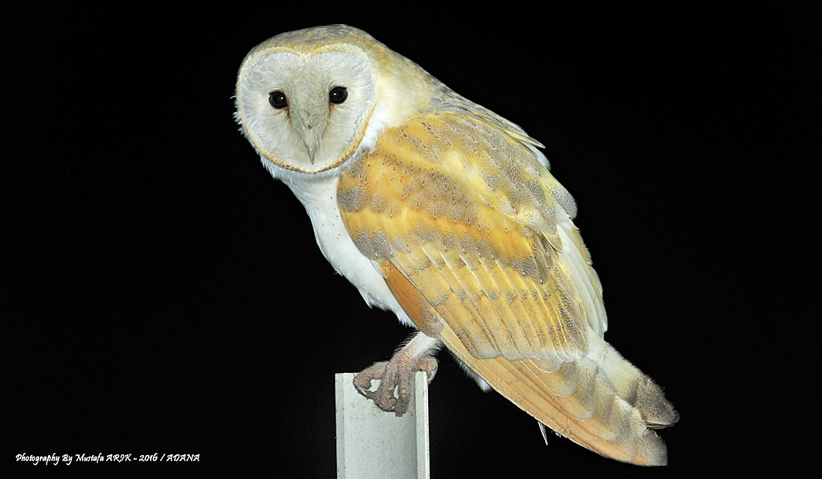 Western Barn Owl