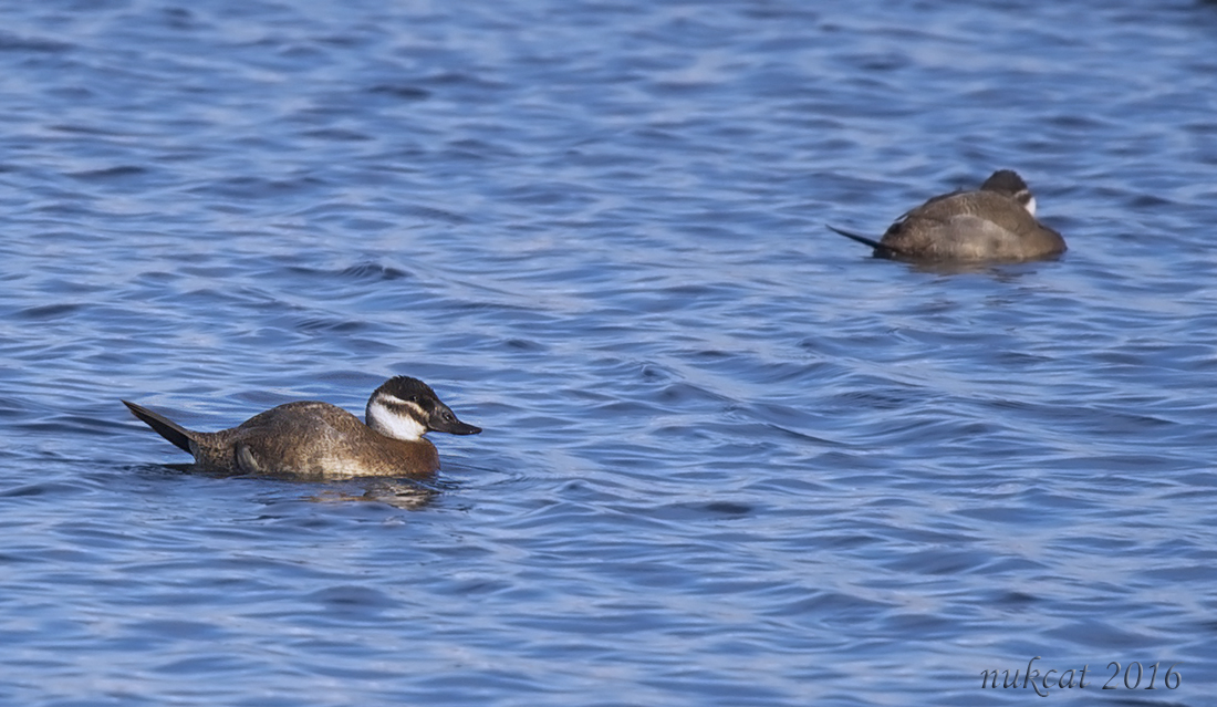 White-headed Duck