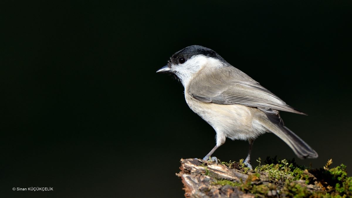 Marsh Tit