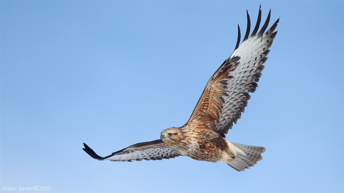 Long-legged Buzzard