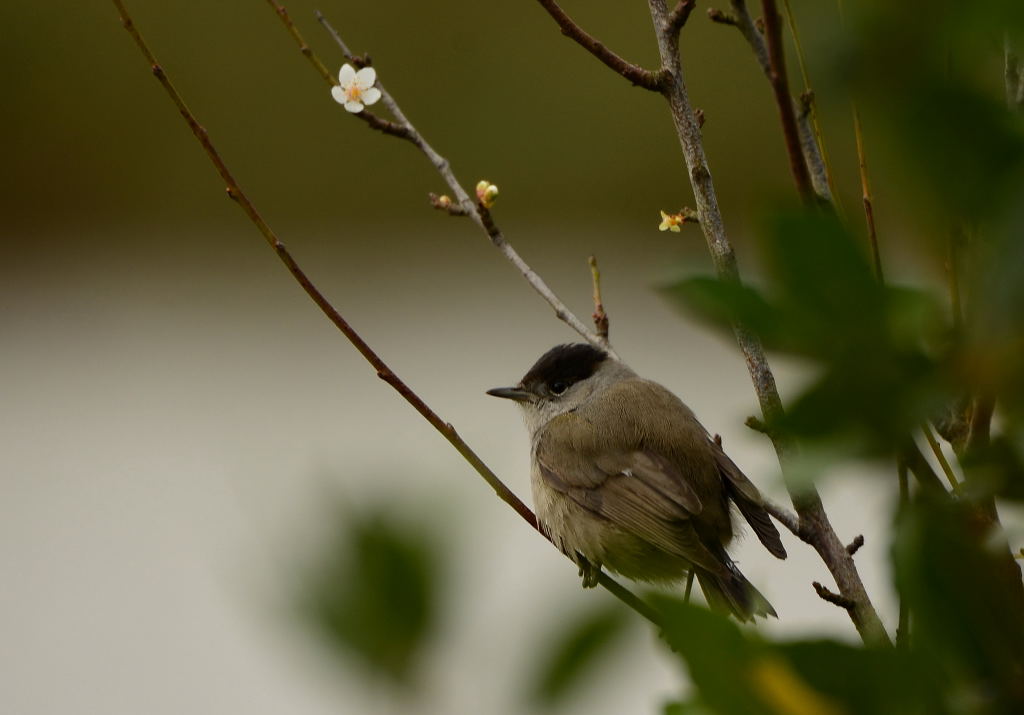 Eurasian Blackcap