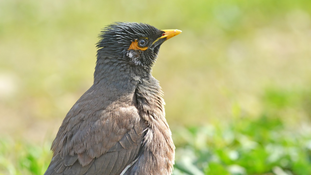 Common Myna