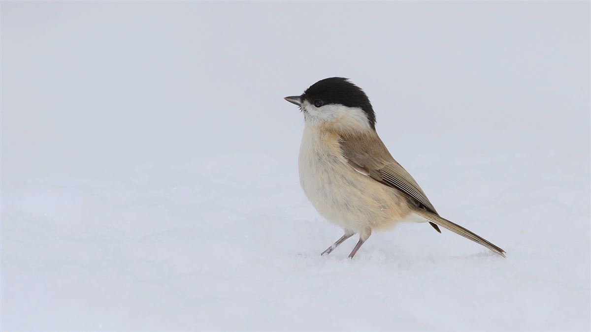 Marsh Tit