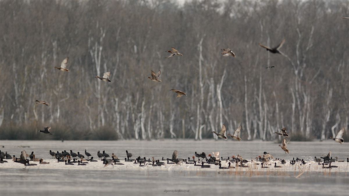 Gadwall