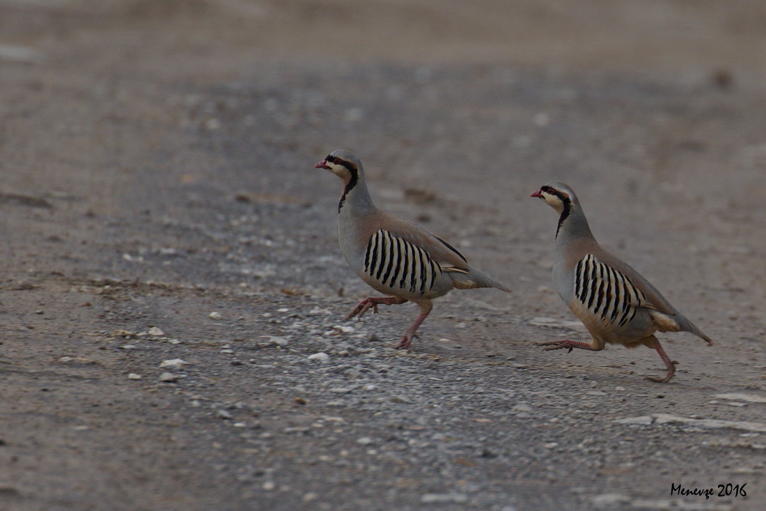 Chukar Partridge