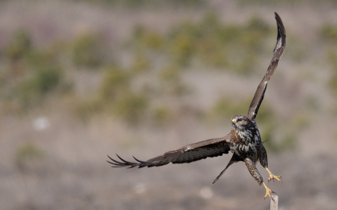 Common Buzzard