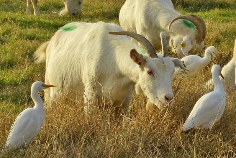 Western Cattle Egret
