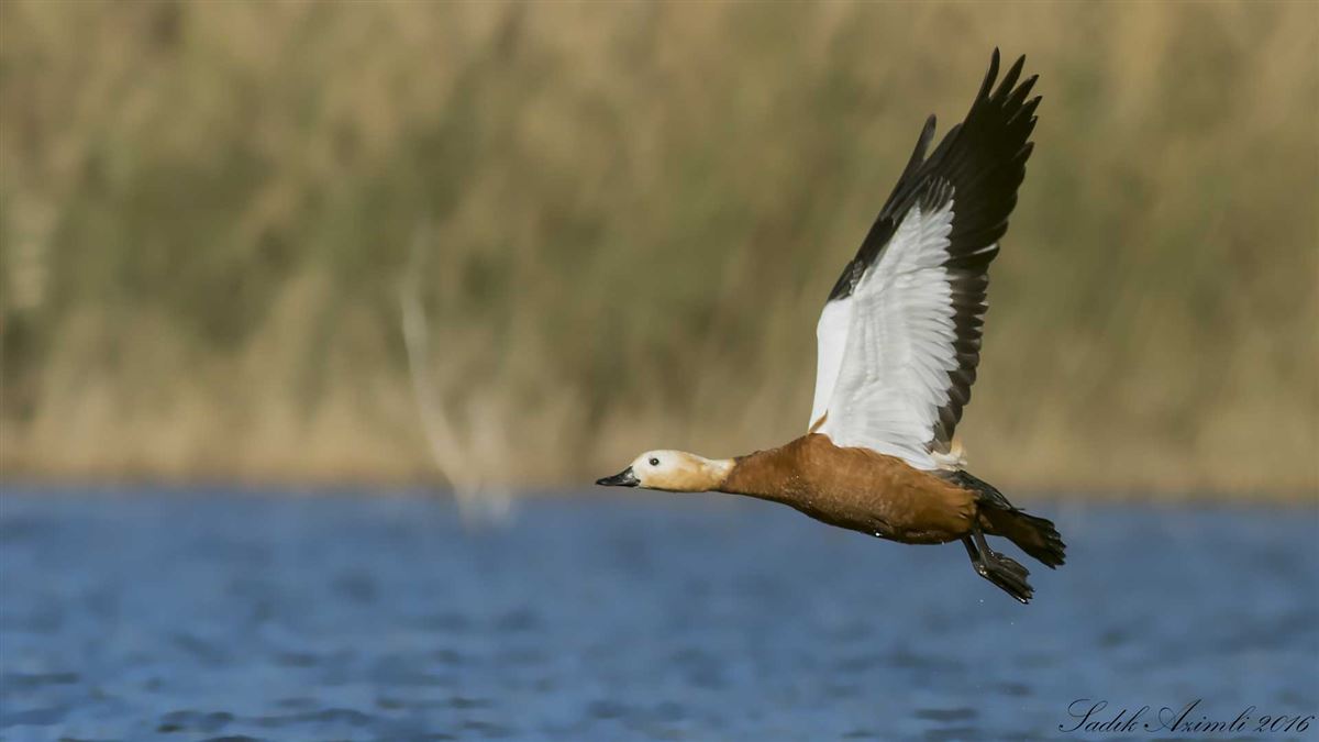 Ruddy Shelduck