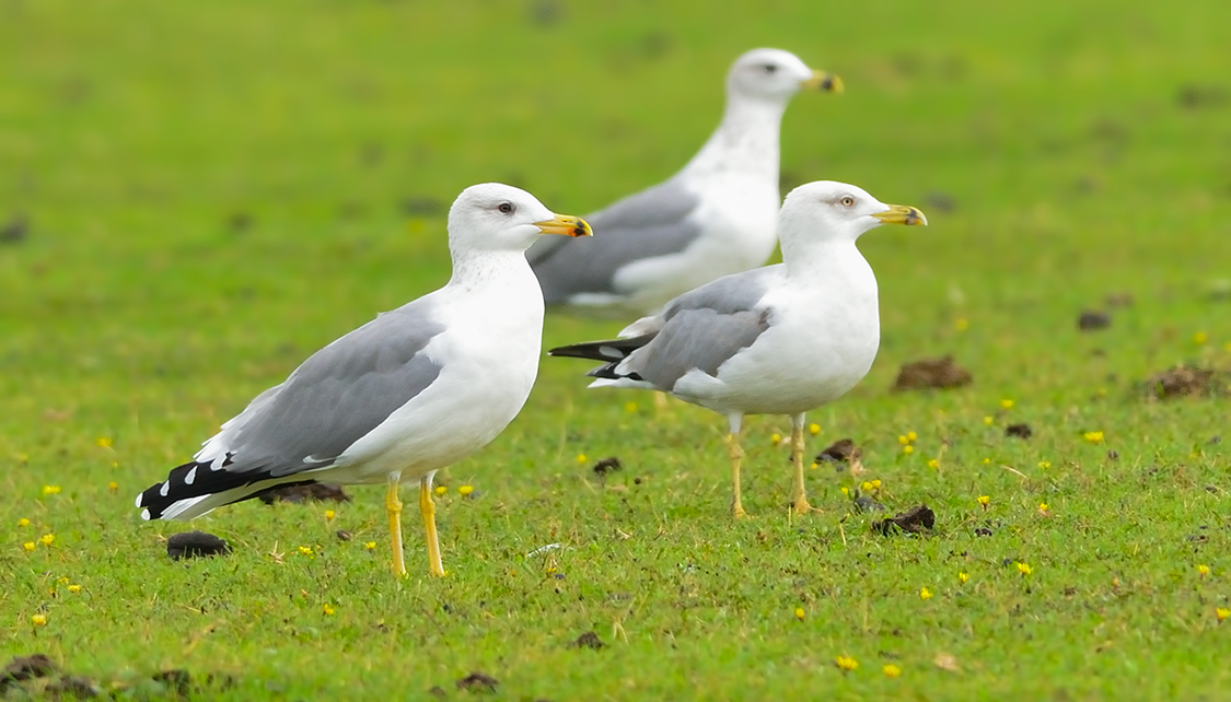 Armenian Gull