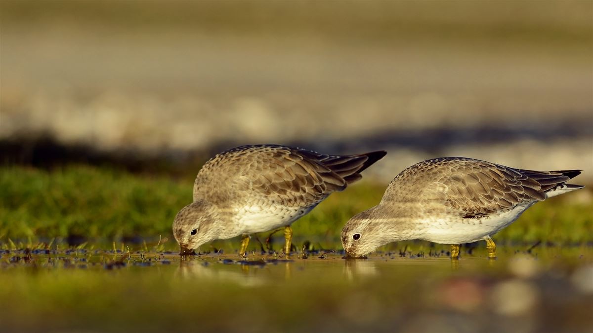 Red Knot