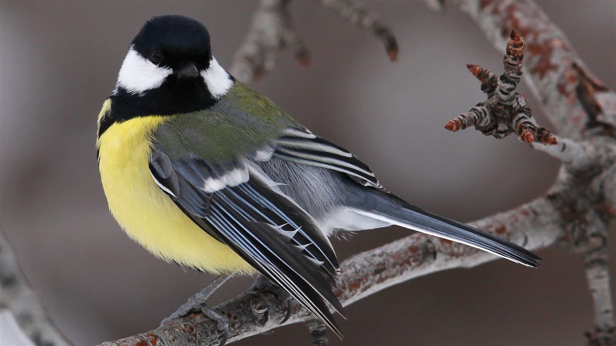 Great Tit