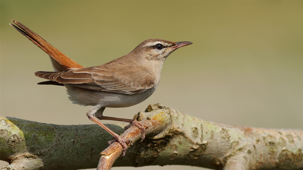 Rufous-tailed Scrub Robin