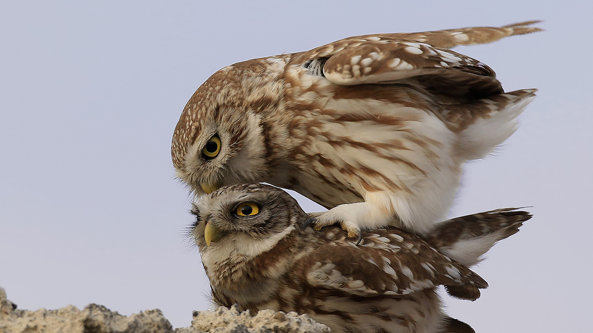 Little Owl