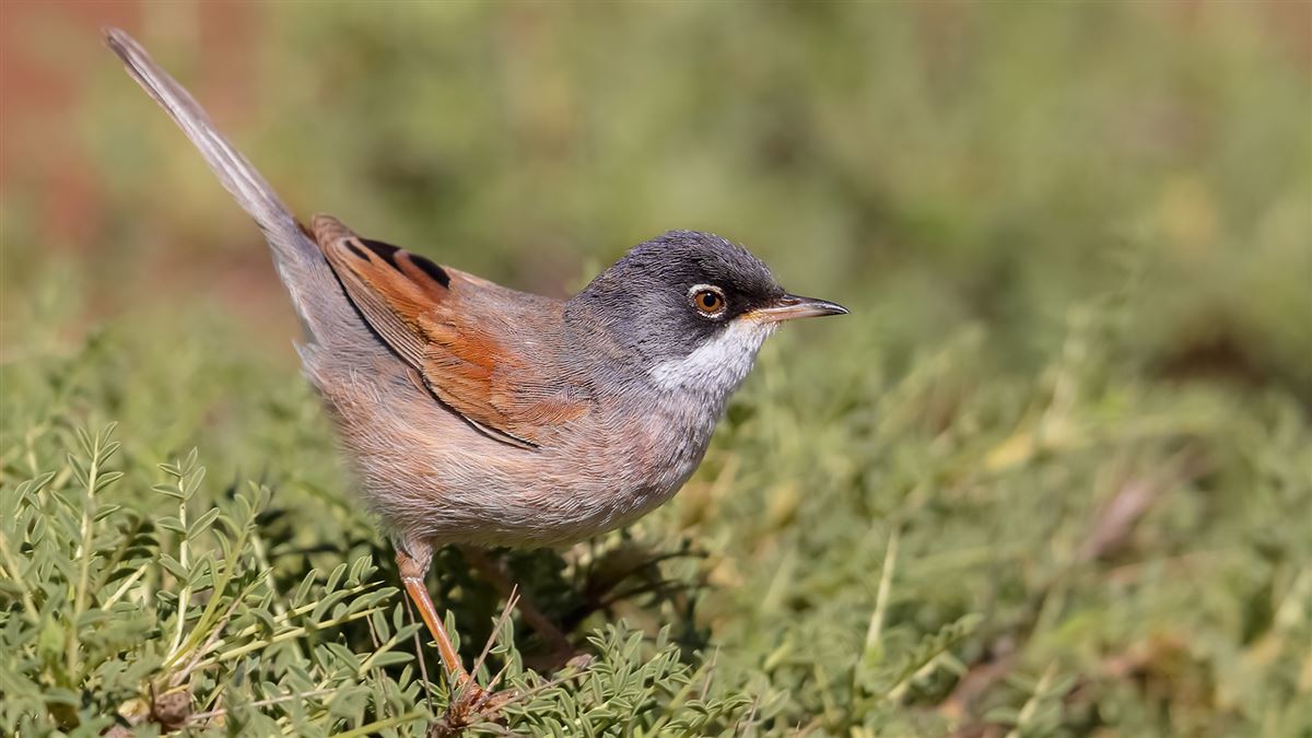 Spectacled Warbler
