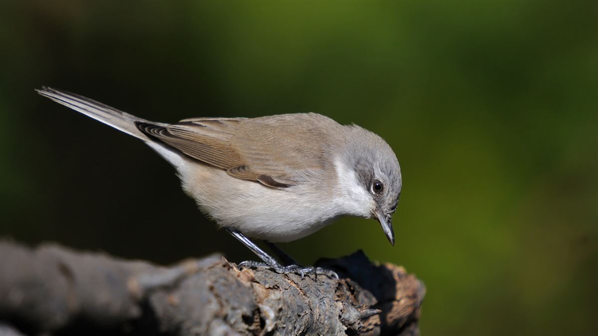 Lesser Whitethroat
