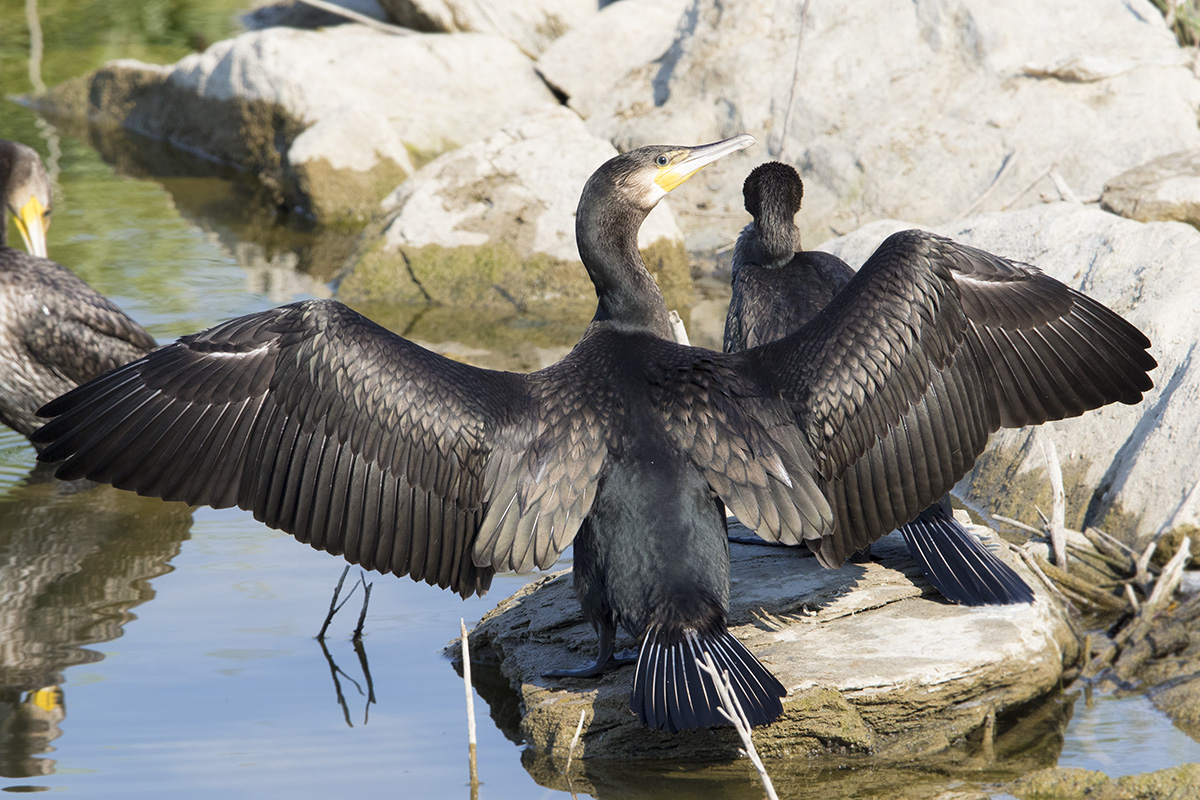 Great Cormorant
