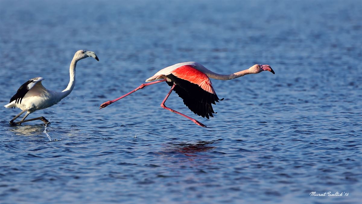 Greater Flamingo