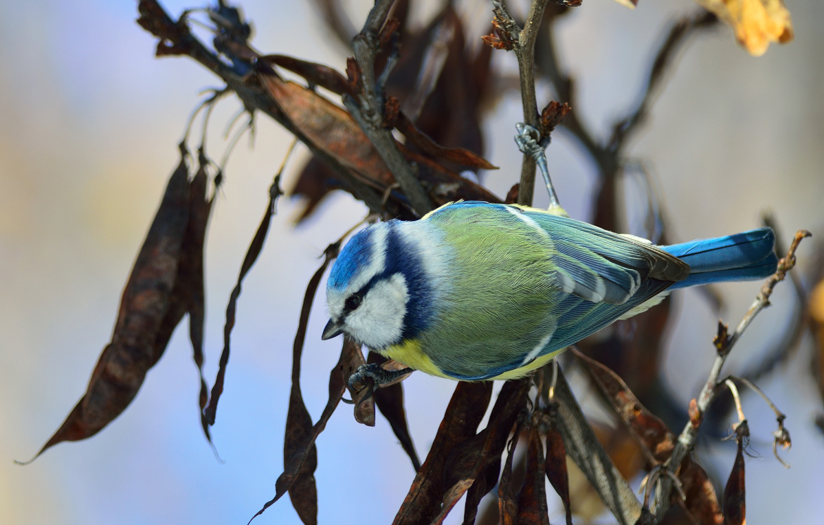 Eurasian Blue Tit