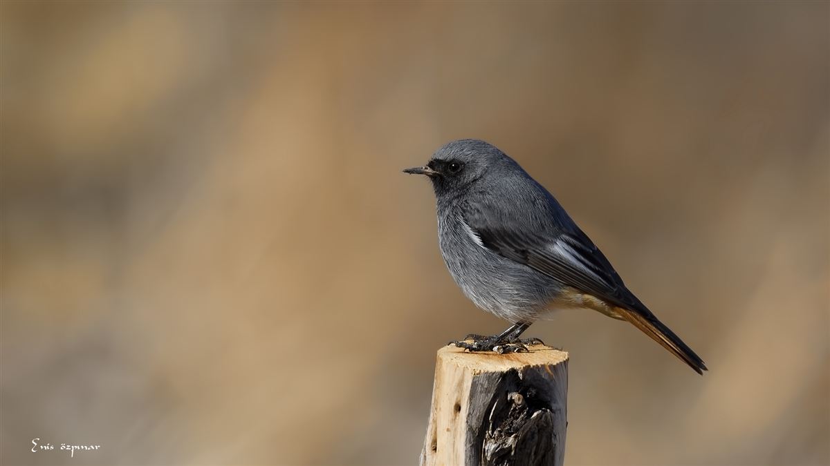 Black Redstart
