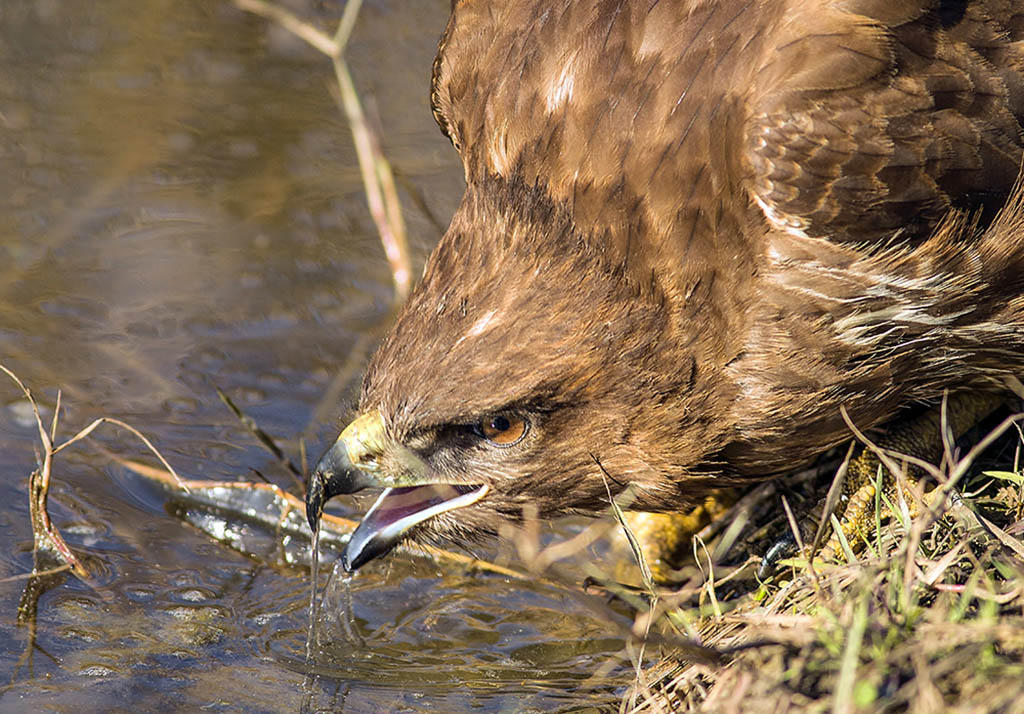 Common Buzzard