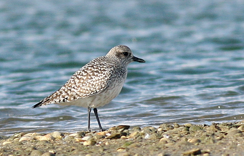 Grey Plover