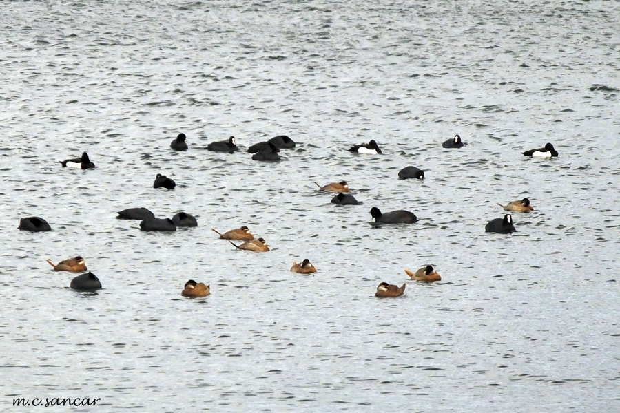 White-headed Duck