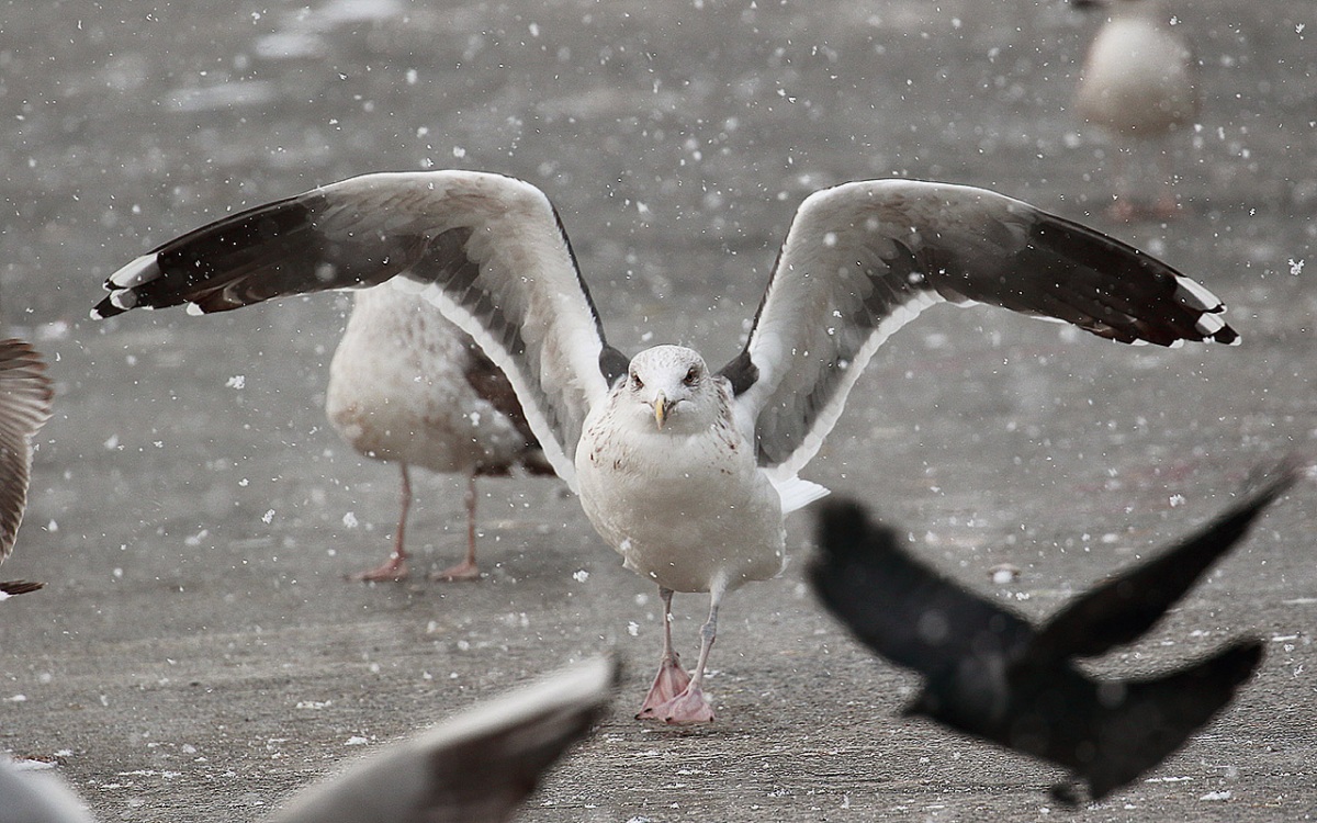 Great Black-backed Gull