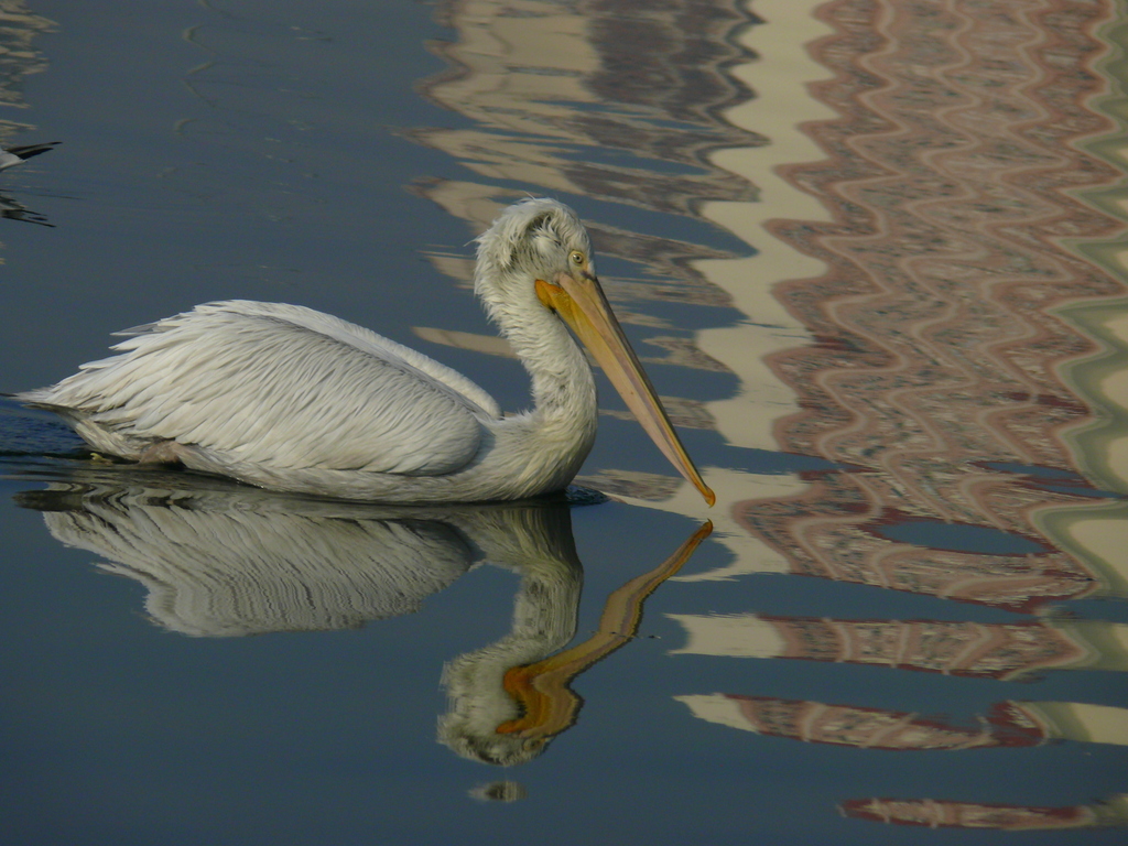Dalmatian Pelican