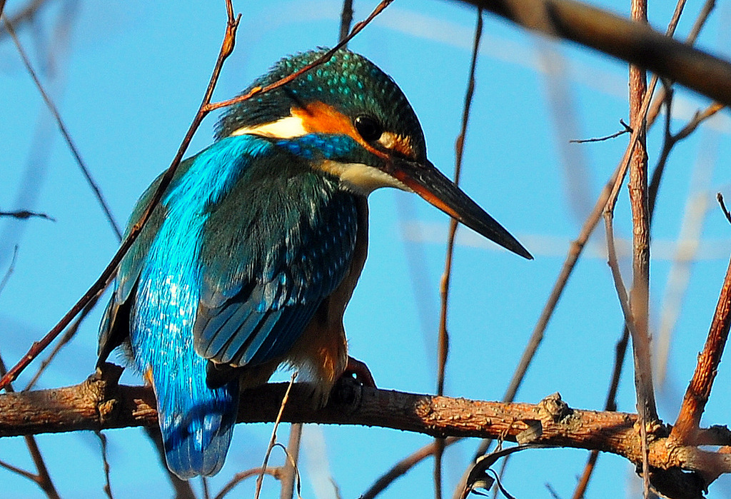 Common Kingfisher