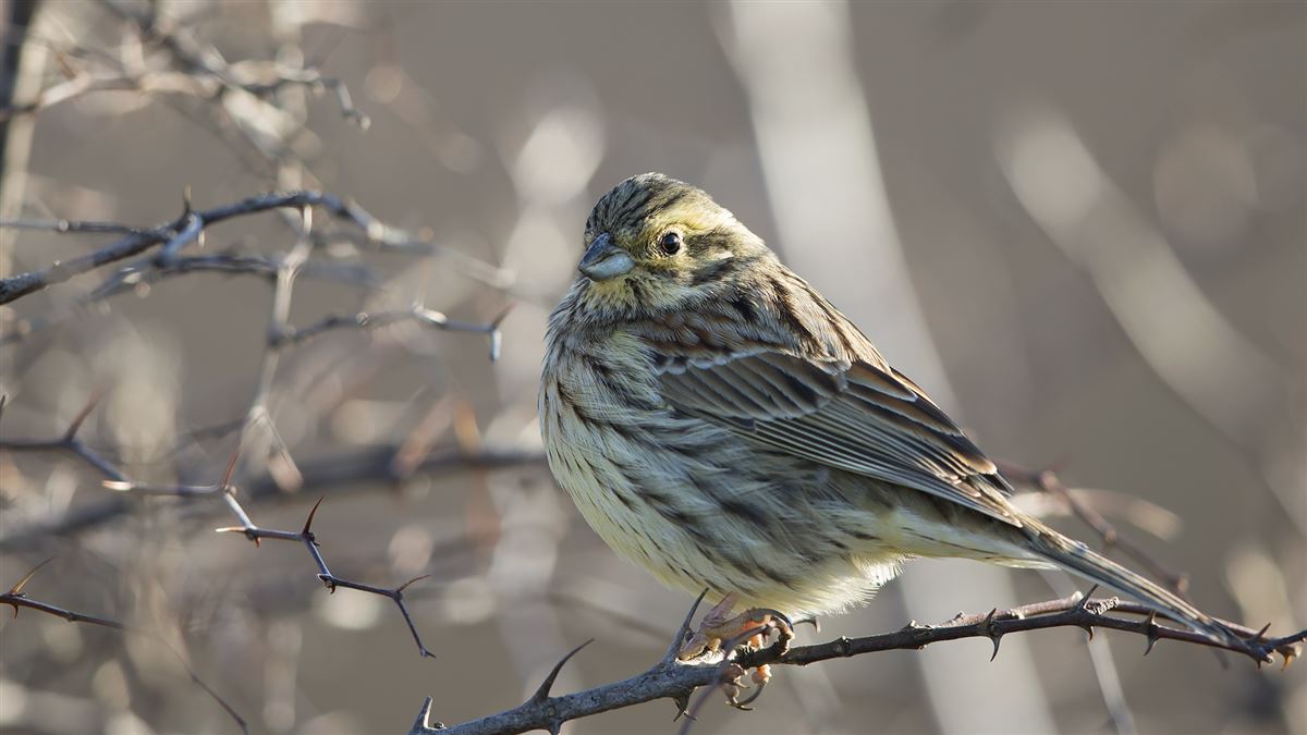 Cirl Bunting